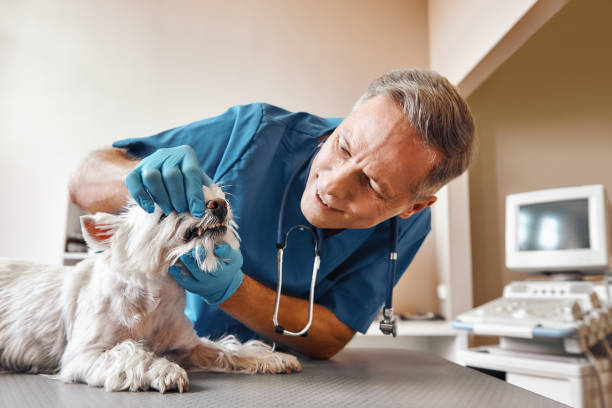 Best 24-Hour Emergency Dentist in Cottonde, AL